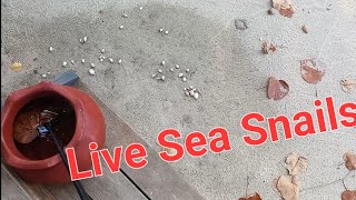 Walking Sea Snails around Villa in Kuredu Island, Maldives