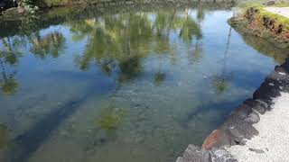 Traditional Hawaiian Fish Pond