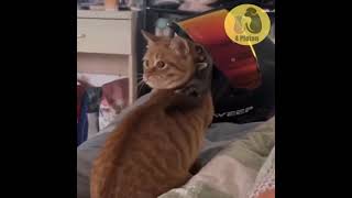 Der sicherste Ort 😮👍😮 katze und streifenhörnchen 😮