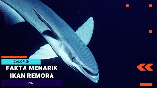 Fakta Menarik Ikan Remora