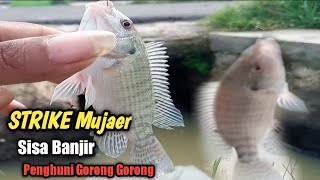 Mancing Di Gorong Gorong selokan Sisa Banjir Strike Mujaer @gondrongbrewok