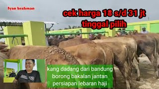 calon calon sapi qurban//pasar sapi bojonegoro