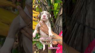 #Puppiesforsale in Bangalore | AMERICAN BULLY PUPPIES SALE Kannada Vlog | Pets shopin#Bangalore #dog