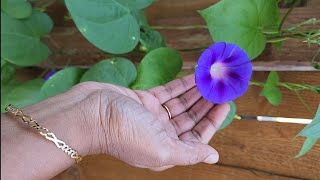 how to grow Morning Glory plants from seeds, updates from seeds to flower.