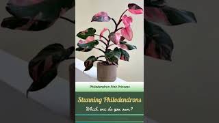 Philodendrons - The Stunning Aroids #beautiful #foliageplants  #plants for #homegardening #shorts