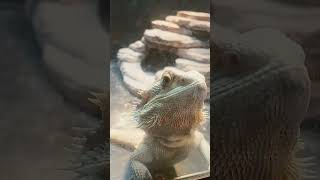 Adorable Bearded Dragon!