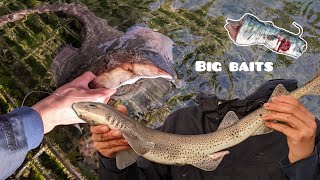 Fishing Big Baits for Rays & Dogfish in Ireland