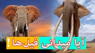 فیل سنگین ترین حیوان روی زمین | Elephant | kabul green