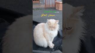 قط جميل سبحان الخالق 😻😻