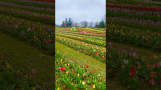 Vibrant colours of Tulips #tulip #tulips #flowers #flower #usa #shorts #short #shortvideo#shortsfeed