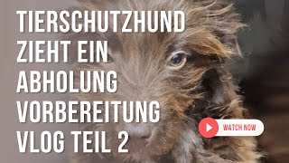 Tierschutzhund Abholung / was nimm ich mit?