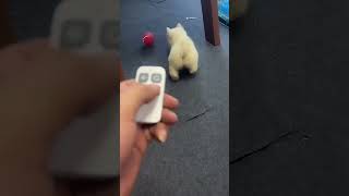 Interactive Remote Control Luminous Cat Toy