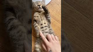 funniest cats video funny 🤣🤣 animation #funny #shorts #animals #cutecats