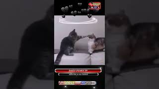 cute cats fight /cute cats baby/funny cat videos