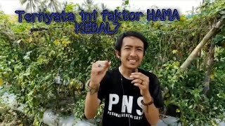 Ternyata ini Faktor HAMA KEBAL!!!