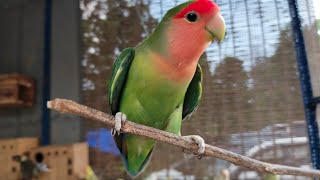 Funny green cheek conure & my colony lovebird