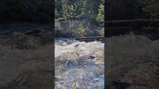 flowing fast #nature #water #rock #hiking #waterfall #coniferoustrees #bluesky #fishing