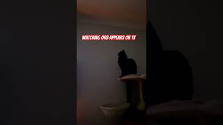 Orb Watching #orbs #catshorts #catvideos