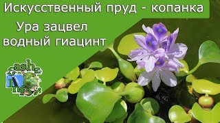 Ура зацвел водный гиацинт . Отчет о копанке . Искусственный пруд