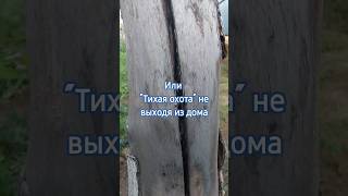 Что растет в нашем огороде или "Тихая охота" не выходя из дома/ 06.10.23г. Часть2 #shorts