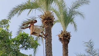 Dates Picker is hanging on tree amazing vlog 07-08-21 || Farooq Khan 33k