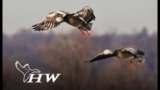 Heartland Waterfowl | Honkers Walleyes | Free Episode | MyOutdoorTV