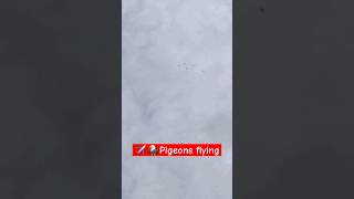 🦅✈️#pigeon flying #kabootar #youtubeshorts #viral #shorts