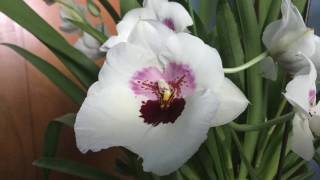 Miltoniopsis MIKE photo video longer view