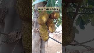 Jack fruit at home garden #mv #yg #firstsinglealbum #jisoo #me #blackpink #flower #지수 #블랙핑크 #title