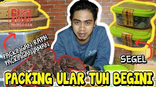 Packing Ular Berbisa 100% Aman & Nyaman | Colubrid World