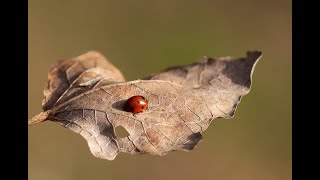 Kalbim kanıyor | Hakime Kartal