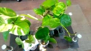 How to grow money plant cutting in water #Easy method for begginers.