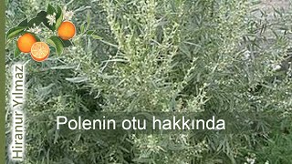 Polen: bitkilerin sağlığı ve doğal ceşitliliği için hayati onem