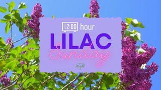 Lilac Sunday - 12 Hours of Lilacs