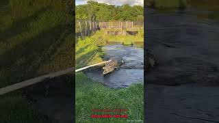 Crocodile Attack | #animal | #shortvideo | #crocodilevideo | #dindintraveller