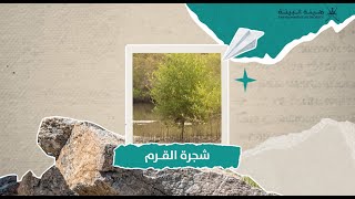 شجرة القرم (المانجروف).