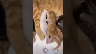 Kittens having an issue. #cute #cutenessoverload #kittens #cutecat #cuteanimals