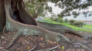 Travel ,Sydney  Royal Botanical  Garden.