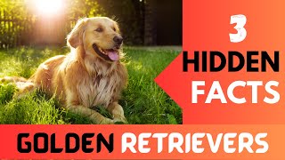 The Hidden Secrets of Golden Retrievers Unveiled | Golden Retrievers Unleashed