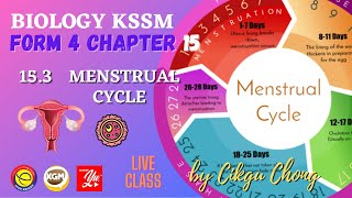 15.3  MENSTRUAL CYCLE