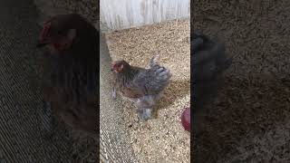 Como van los Brahma aqui de los muestro buen fia para todos #chicken #gallinablanca #granja #animal