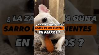 🥕 ¿La zanahoria quita EL SARRO DE LOS DIENTES en Perros? #perrosygatos #animales