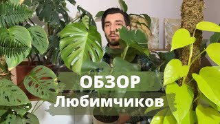 Мини ОБЗОР любимых комнатных растений