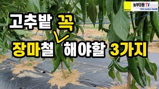 장마철 고추밭 꼭 해야할일 3가지