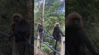 Sabarimala forest Monkeys 🐒🐒 #forest #animals #monkey #kerala #shorts #viralvideo #viralshort