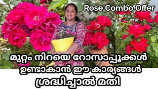 5 powerful Rose plant care tips || How to grow Rose plants || tips for rose care