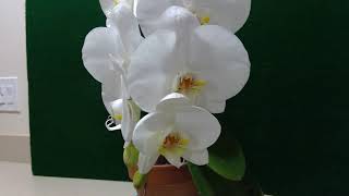 Phalaenopsis 'White Snow'