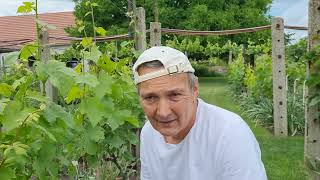 Szőlő fás oltás zöldbe héj alá  2022.05.31. -  05/31/2022 Woody grafting of grapes under green peel