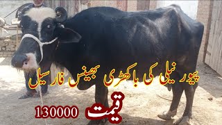 bakhri bafaluo for sale on youtube in pakistan 16/5/23 03106420020