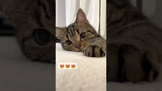 cat video